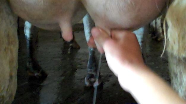milking-by-hand
